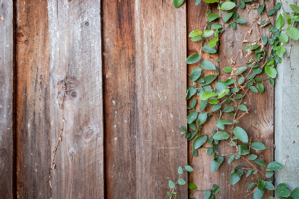 秘密森林评分为什么高：探讨其背后的故事与制作精良因素