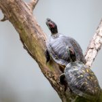 秘密教程 漫画:揭开漫画创作的神秘面纱与技巧分享 a9k6o9ej3y