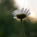 秘密花园入口地址发布:探索神秘花园的秘密与奇迹之旅 adk622wh4