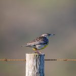 笔盒在线观看网址1:畅享无阻的在线观影体验,尽在这里! c37j03nqj