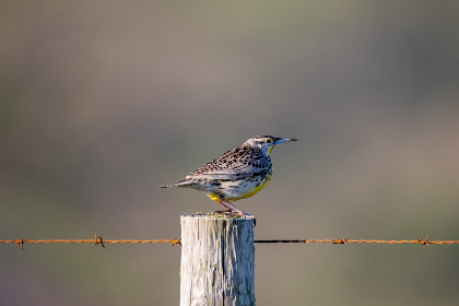 笔盒在线观看网址1：畅享无阻的在线观影体验，尽在这里！