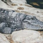 畅享乒乓球直播吧,实时赛事精彩不断 kpe3t