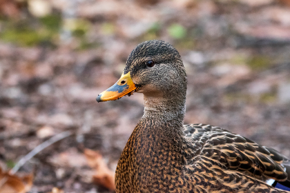 畅享Mango TV免费资源，尽情观看热门影视剧